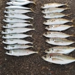 サバから逃げろ重量級ジグヘッド大活躍。尺1