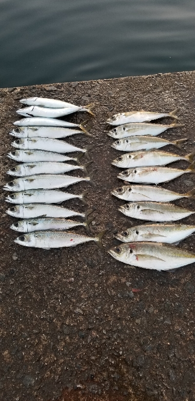 サバから逃げろ重量級ジグヘッド大活躍。尺1