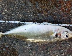 下津をランガン。尺超え有り