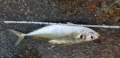 下津をランガン。尺超え有り