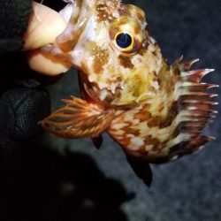 アジング　あれ？小さくなった？