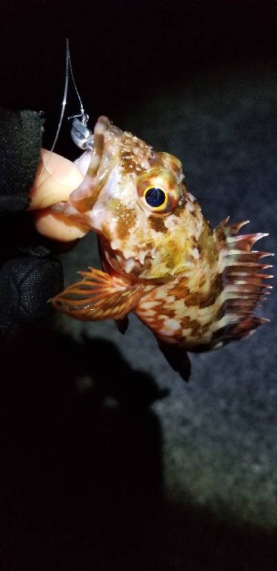 アジング　あれ？小さくなった？