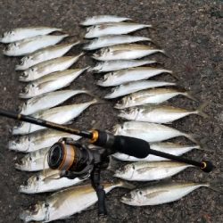 久々に型・数釣れたアジング　尺超え有り