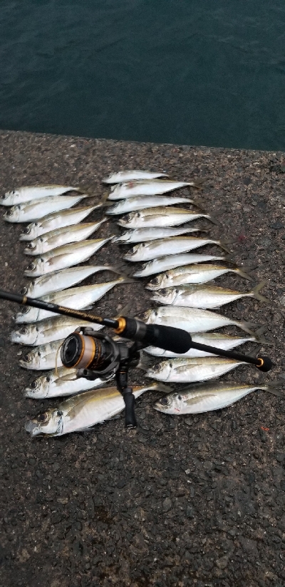 久々に型・数釣れたアジング　尺超え有り