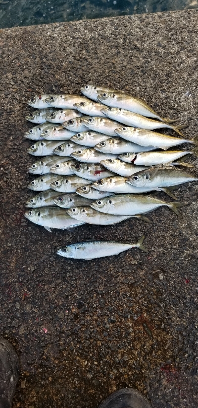 アジング　爆釣40匹超え！