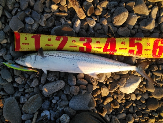 釣り初めはサワラ！