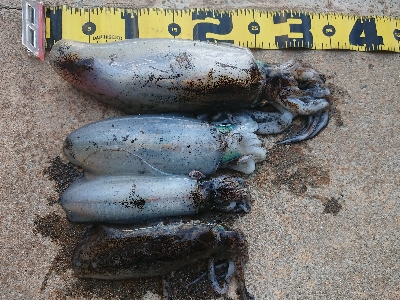 新年初エギング