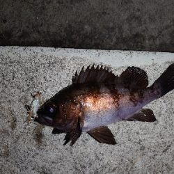 釣れても釣れなくてもプラグ縛り!