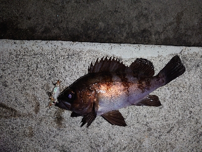 釣れても釣れなくてもプラグ縛り！