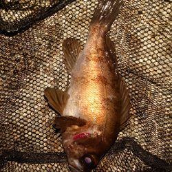 メバルとプラグ