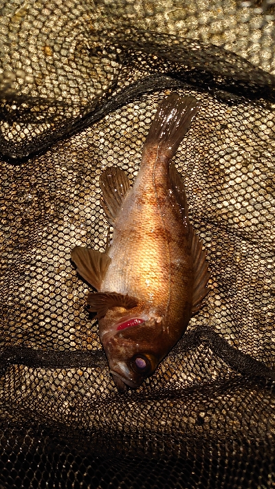 メバルとプラグ