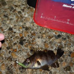 初心者メバル調査員