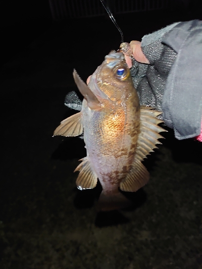 なかなかの風の中でのメバルプラッキング