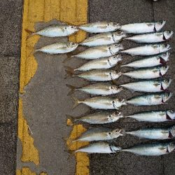 明けましておめでとうござい祭りじゃー