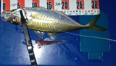 今年初の尺アジ