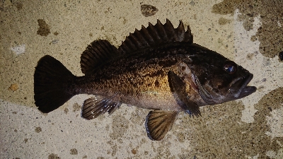 nightアジング！