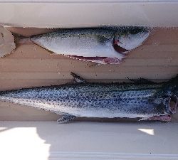 久しぶりの魚。