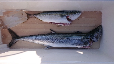 久しぶりの魚。