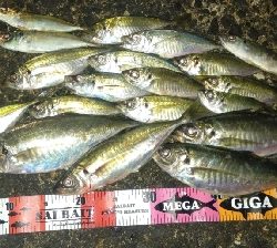 数釣りアジング！尺アジも❤️