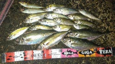 数釣りアジング！尺アジも❤&…