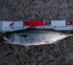 メバリングでメバル調査