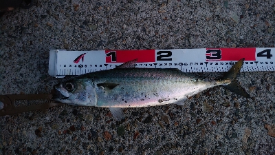 メバリングでメバル調査