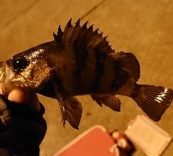 極寒メバリング