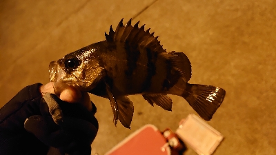 極寒メバリング