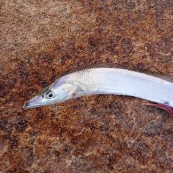 2021初フィッシュ