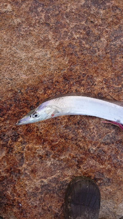 2021初フィッシュ