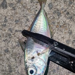 釣り初めアジング