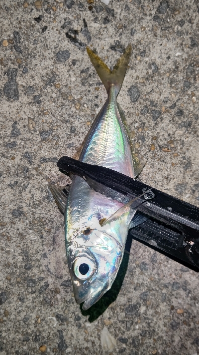 釣り初めアジング