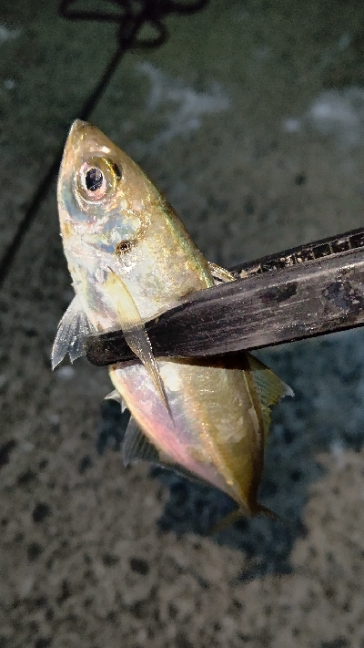 まだまだ修行が必要