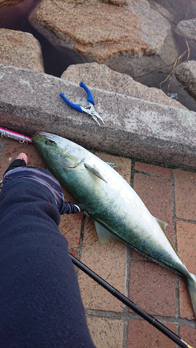 初釣りは冬の青物狙い