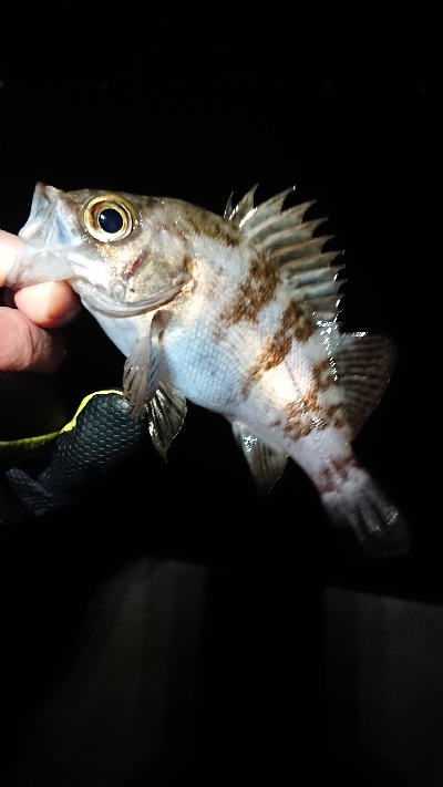 増えてきました。