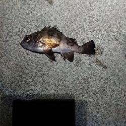 相変わらずでした。