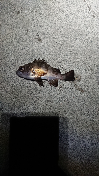 相変わらずでした。