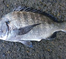 気温が高いと釣れる
