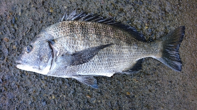 気温が高いと釣れる