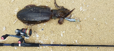 サーフでエギング