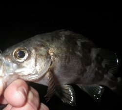 釣り初めIN淡路島