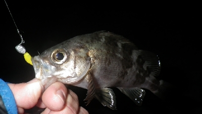 釣り初めIN淡路島