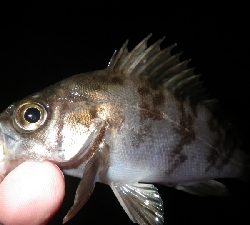 お散歩メバリング