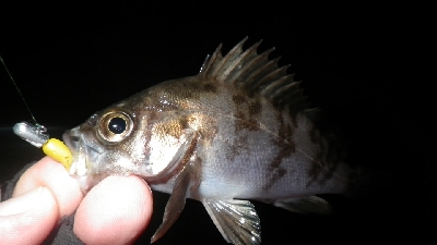 お散歩メバリング