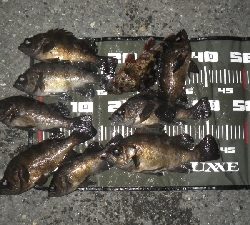 今年、初ボート～