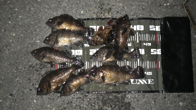 今年、初ボート～