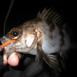 野暮用にて、少しだけ