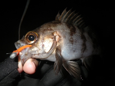 野暮用にて、少しだけ