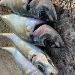 釣り納めアジング