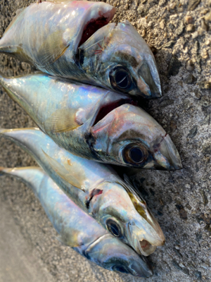 釣り納めアジング